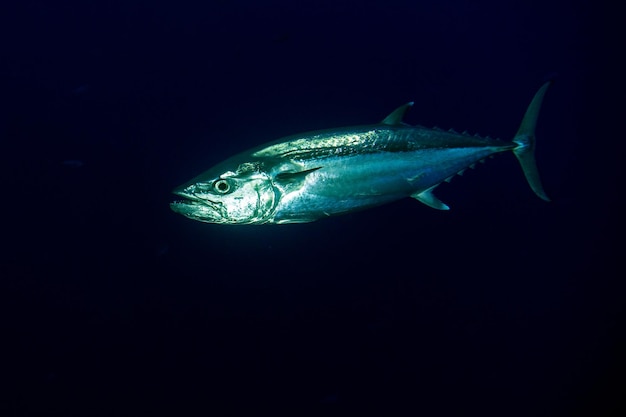 Yelllowfin tuna underwater