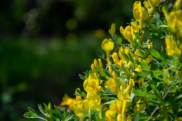 Yellow acaciain forest Spring flowers on green background with bokeh effect