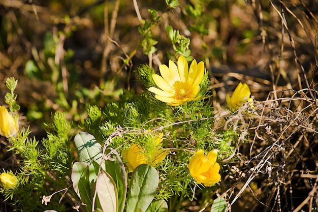 Yellow adonis flower in nature