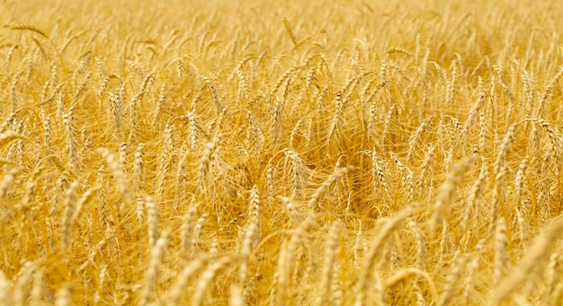 Yellow agriculture field with ripe wheat close up