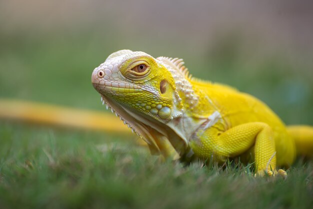 Yellow albino iguana on the grass