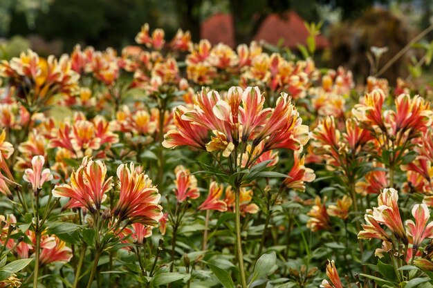 Yellow Alstroemeria flower, Peruvian lily or lily of the Incas