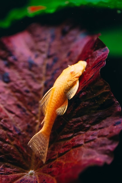 Yellow Ancistrus albino in a freshwater aquarium.