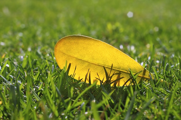 Yellow autumn fall leaf on garden green grass lawn