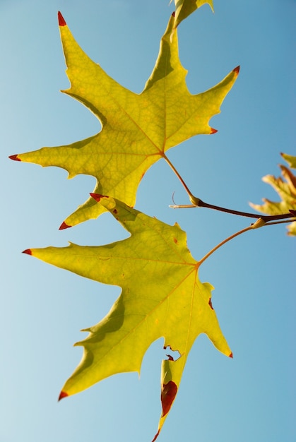 Yellow autumn fall leaves branch