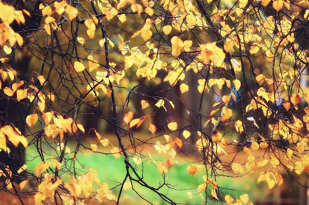 yellow autumn forest landscape / beautiful trees with yellow leaves in the forest, landscape October autumn, seasonal landscape