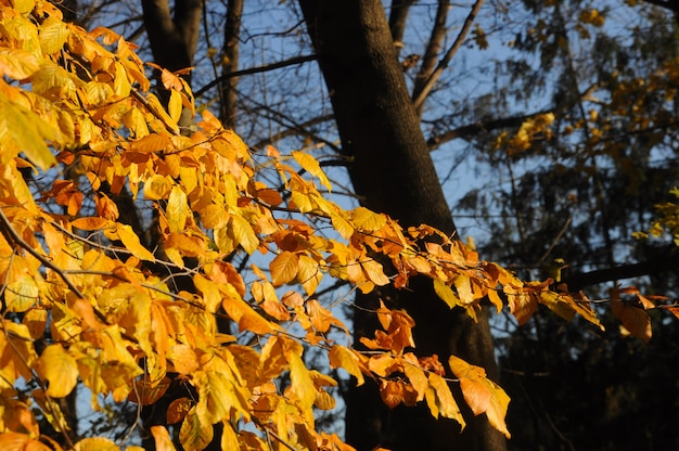 Yellow autumn forest