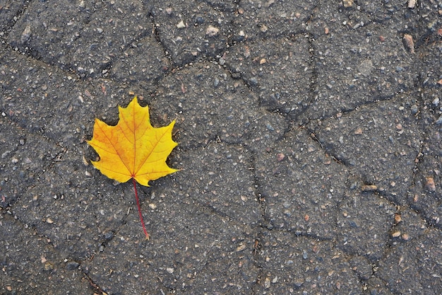 Yellow autumn leaf on the asphalt. Seasonal concept. Bright colors of autumn. Copy space. Top view.