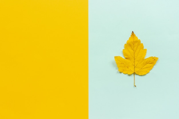 Yellow autumn leaf on blue yellow background