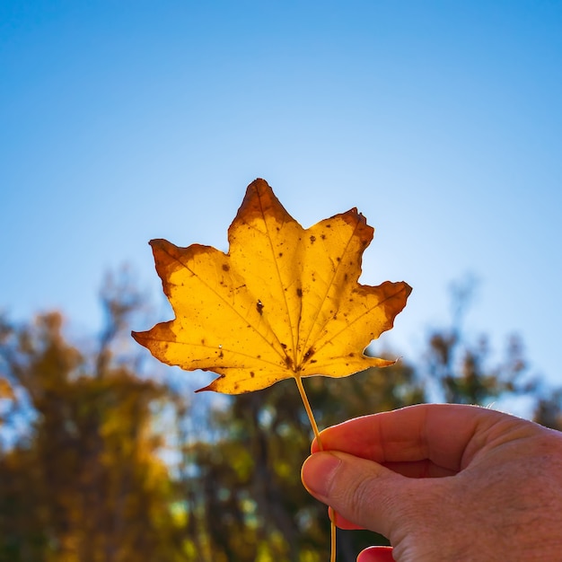 Yellow autumn leaf in hand on blue sky background