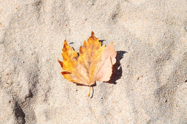 Yellow autumn leaf on the sand.Autumn on the beach