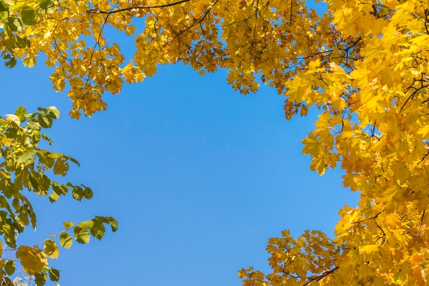 Yellow autumn leaves against the blue sky. Template with space for text and your ideas