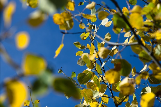 Yellow autumn leaves against a blue sky