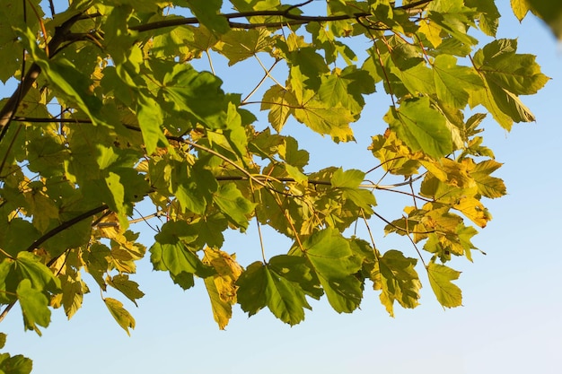 Yellow autumn leaves on the background of the blue sky