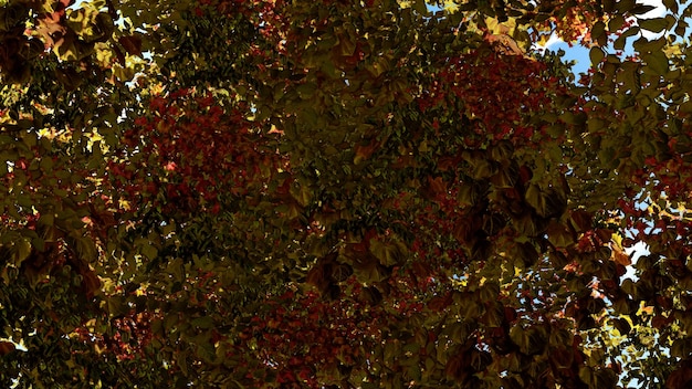 Yellow autumn leaves in backlight 3d render