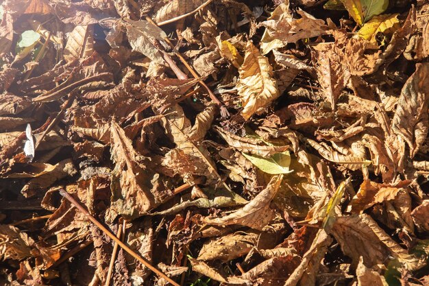 Yellow autumn leaves closeup background or texture