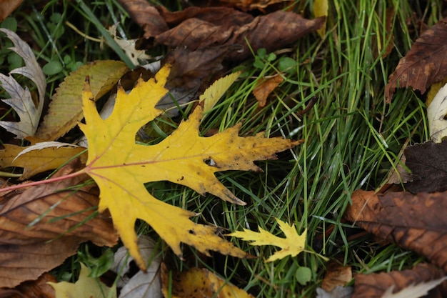 yellow autumn leaves on the grass