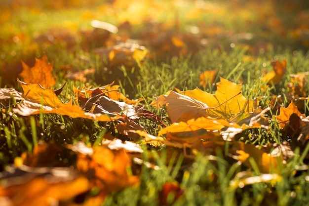 Yellow autumn leaves on green grass in the park in sunbeams