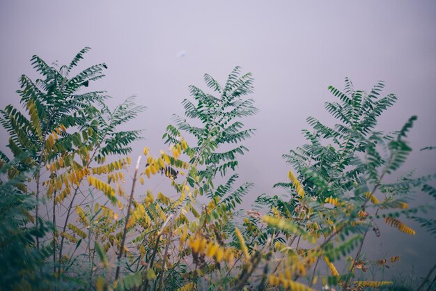 Yellow autumn leaves, Green and yellow leaves, Autumn maple leaves, autumn landscape