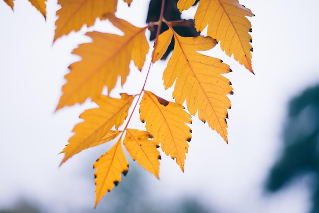 Yellow autumn leaves, Green and yellow leaves, Autumn maple leaves, autumn landscape