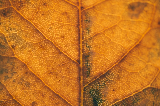 Yellow autumn leaves, Green and yellow leaves, Autumn maple leaves, autumn landscape