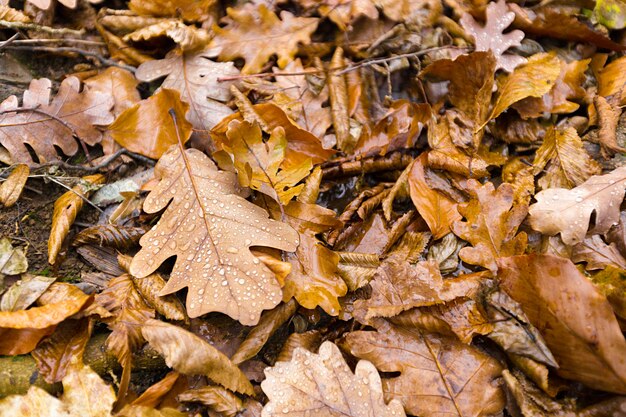 Yellow autumn leaves on ground