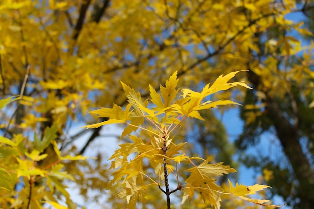 Yellow autumn leaves hanging on the tree on the blue sky background