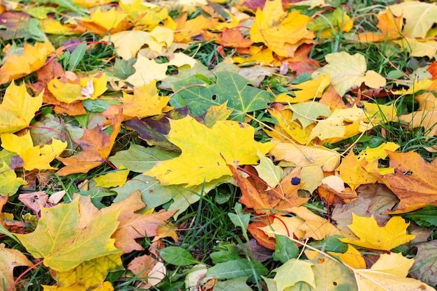 Yellow autumn leaves lie on the ground