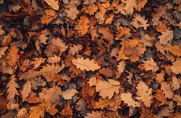 Photo yellow autumn leaves texture autumnal background fall leaves in the grass