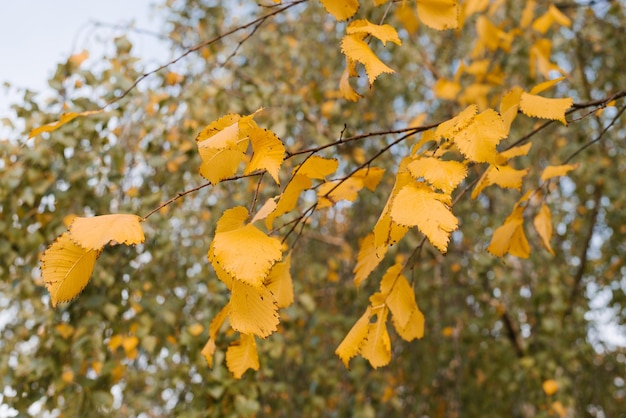 Yellow autumn leaves on a tree branch Autumn background