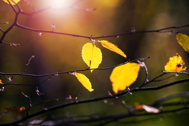 Yellow autumn leaves on tree branches in the forest in sunny weather on a dark background