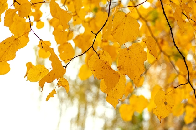 Yellow autumn leaves on a tree on a light blurred background