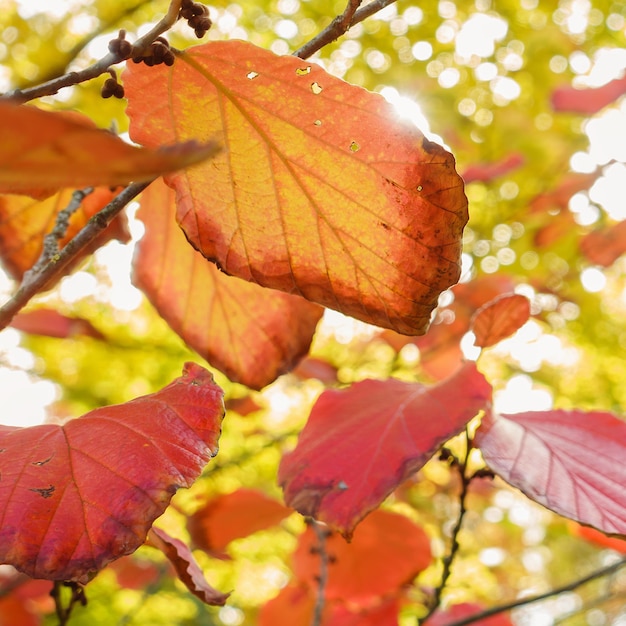 Yellow autumn leaves on a tree in a park closeup