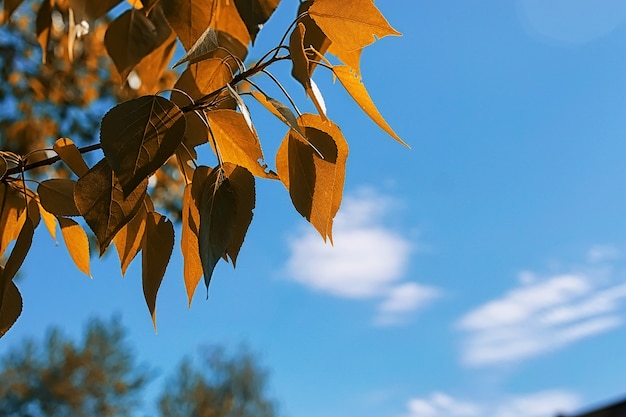 Yellow autumn leaves of trees on a clear blue sky