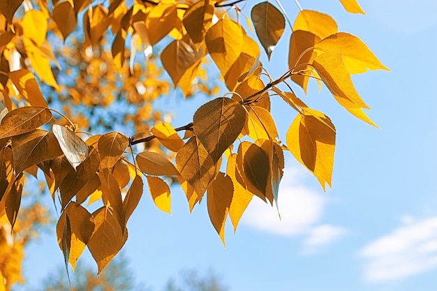 Yellow autumn leaves of trees on a clear blue sky