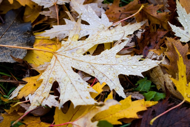 Yellow autumn leaves with raindrops on green grass