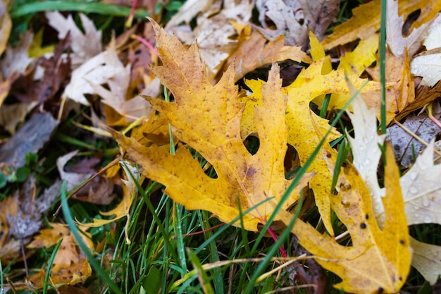 Yellow autumn leaves with raindrops on green grass