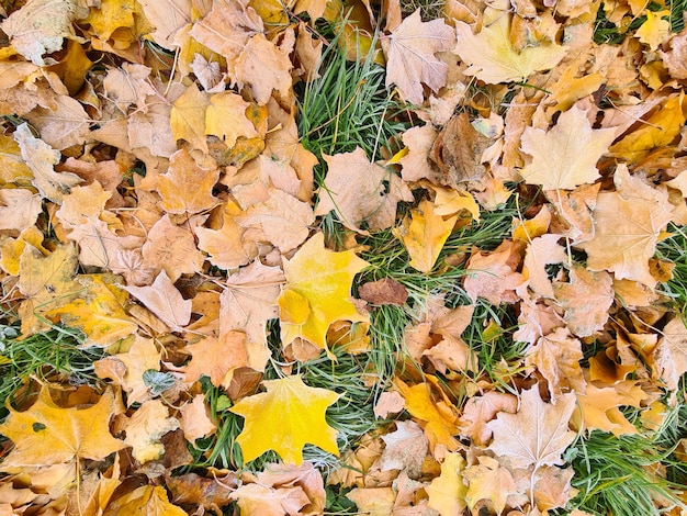 Yellow autumn leaves with white frost lying on green grass closeup background