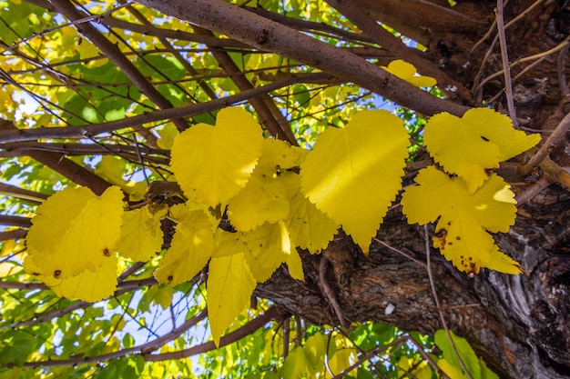 Yellow Autumn Leaves