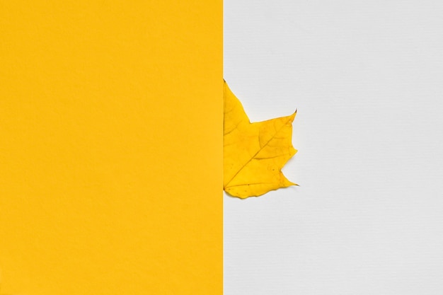 Yellow autumn maple leaf on white and yellow background Fall composition with place for text