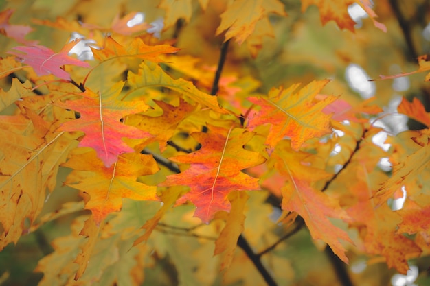 Yellow autumn maple leaves in a forest Autumn nature background Falling yellow leaves and park