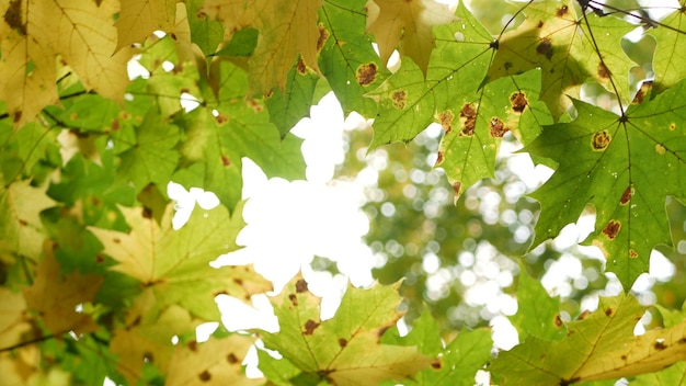 Yellow autumn maple leaves tree branch golden fall leaf in forest or woods