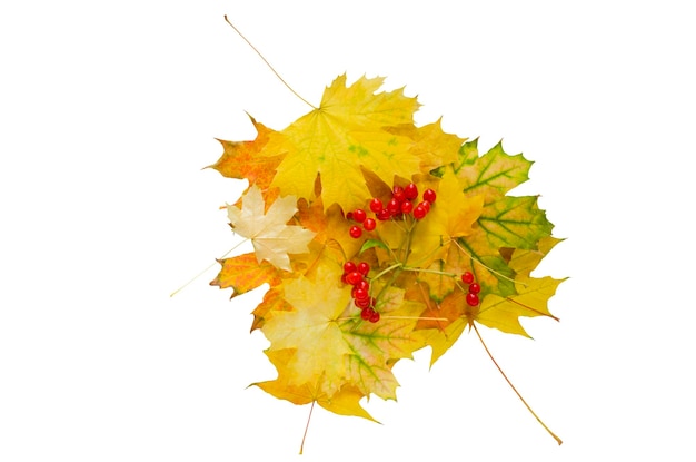 Yellow autumn maple leaves and viburnum berries isolated on white background