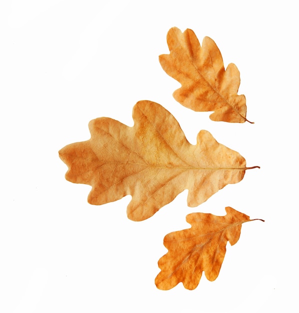 Yellow autumn oak leaf isolated on a white background