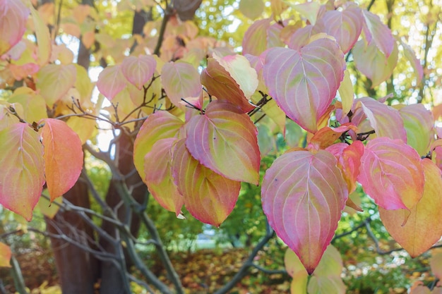 Yellow autumn prunus sargentii or North Japanese hill cherry leaves closeup