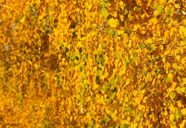 Yellow autumn season leaves closeup of yellow autumn nature leaves autumn season with leaves