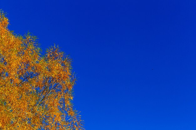 yellow autumn tree and blue sky