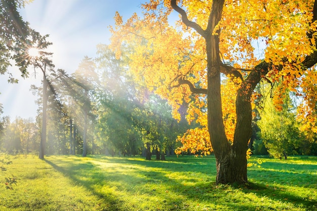 Yellow autumn tree on green field