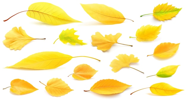 Yellow autumn trees and shrubs leaves isolated on white Collection of realistic generative AI illustrationsxA