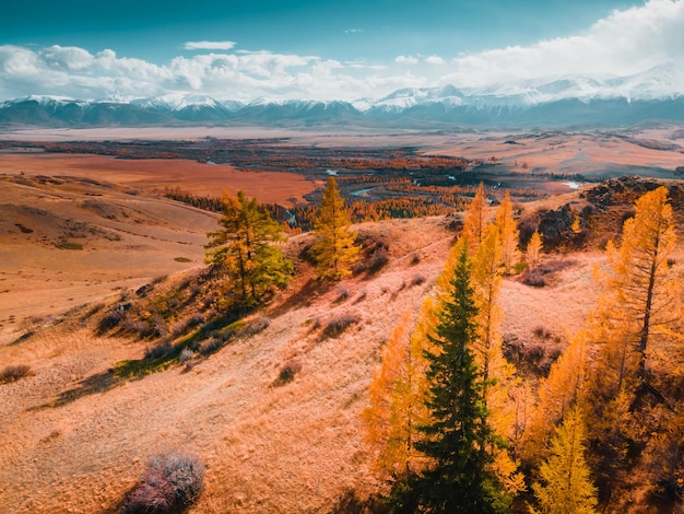 Yellow autumn trees and snowcovered mountains Altai Russia